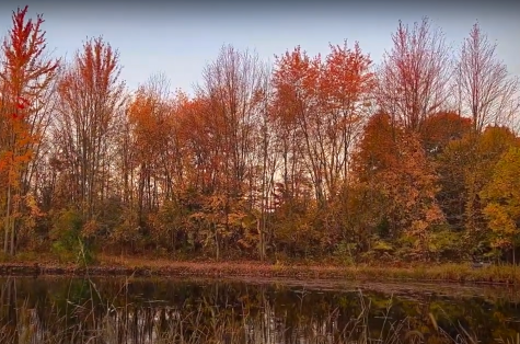 Easy Fall Videos