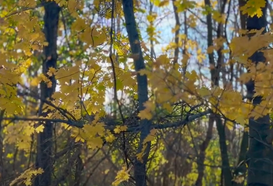 Tilt vs. Pan in Videography